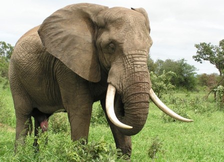 Safari - Cape Town - South Africa - Addo Elephant